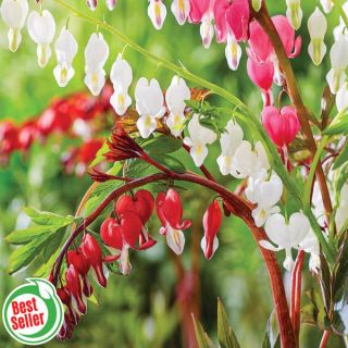 Cupid Bleeding Heart Trio Thumbnail